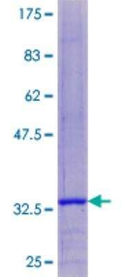 SDS-PAGE: Recombinant Human COX8A GST (N-Term) Protein [H00001351-P01]