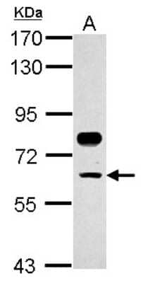 Western Blot: TFCP2 Antibody [NBP2-14917]