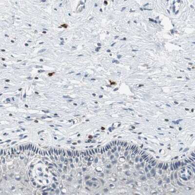Immunohistochemistry-Paraffin: CPA3 Antibody [NBP1-86130]