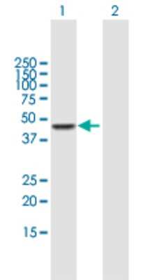 Western Blot: CPA3 Antibody [H00001359-B01P]