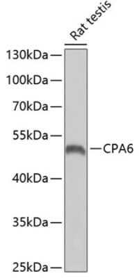 Western Blot: CPA6 AntibodyBSA Free [NBP2-92474]