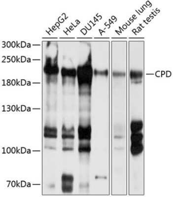 Western Blot: CPD AntibodyBSA Free [NBP2-92005]