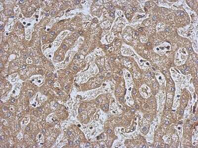 Immunohistochemistry-Paraffin: CPEB1 Antibody [NBP2-15982]