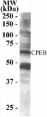 Western Blot: CPEB1 Antibody [NB100-1437]