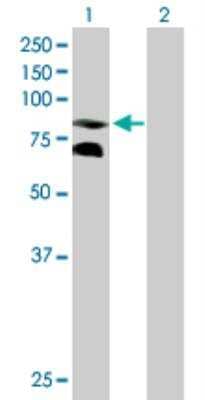 Western Blot: CPEB3 Antibody [H00022849-B01P]