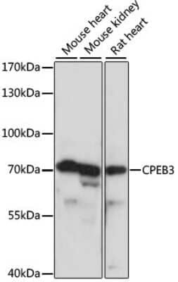 Western Blot: CPEB3 AntibodyAzide and BSA Free [NBP2-92754]