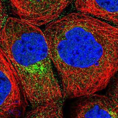 Immunocytochemistry/ Immunofluorescence: CPEB4 Antibody [NBP1-81384]