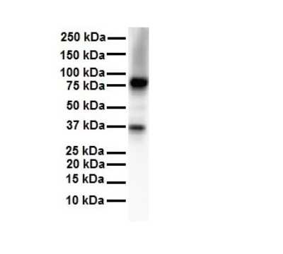 Western Blot: CPEB4 Antibody [NBP1-80468]