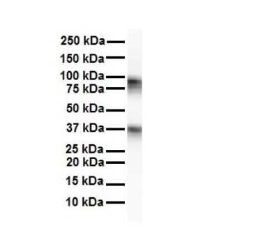 Western Blot: CPEB4 Antibody [NBP1-80468]