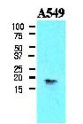 Western Blot: CPI17 alpha Antibody (4H10)BSA Free [NBP1-04336]