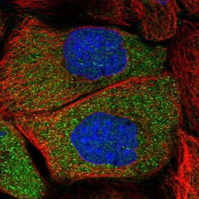 Immunocytochemistry/ Immunofluorescence: CPLANE1 Antibody [NBP2-32673]