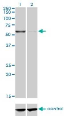 Western Blot: CPNE1 Antibody (8B8) [H00008904-M01]