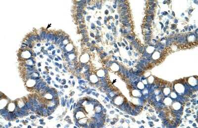 Immunohistochemistry-Paraffin: CPNE1 Antibody [NBP1-57418]