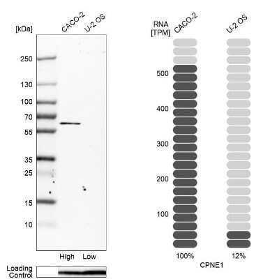 Western Blot: CPNE1 Antibody [NBP2-54980]