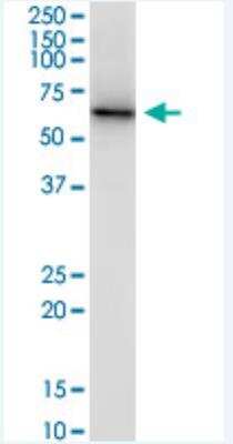 Western Blot: CPNE3 Antibody (4F4) [H00008895-M02-100ug]