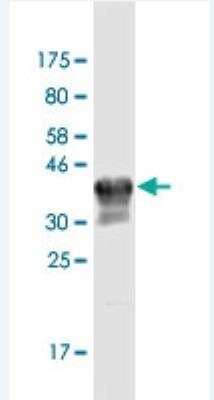 Western Blot: CPNE3 Antibody (4F4) [H00008895-M02-100ug]