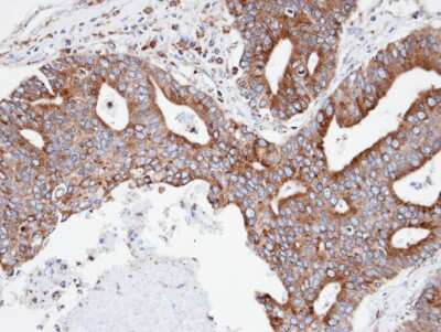 Immunohistochemistry-Paraffin: CPNE3 Antibody [NBP1-31453]