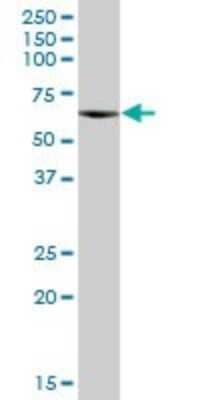 Western Blot: CPNE3 Antibody [H00008895-B01P]