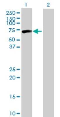 Western Blot: CPNE3 Antibody [H00008895-B01P]