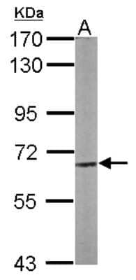 Western Blot: CPNE3 Antibody [NBP1-31453]