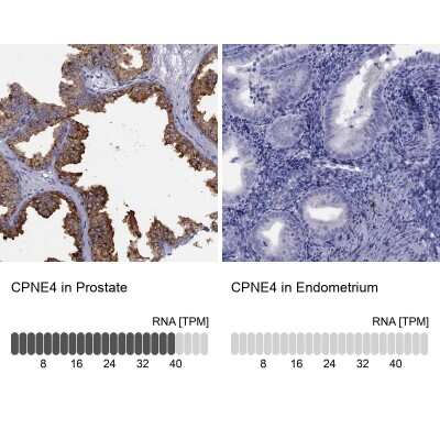 Immunohistochemistry-Paraffin: CPNE4 Antibody [NBP2-62723]