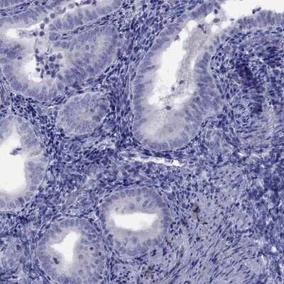 Immunohistochemistry-Paraffin: CPNE4 Antibody [NBP2-62723]