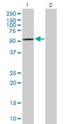 Western Blot: CPNE4 Antibody [H00131034-B01P]