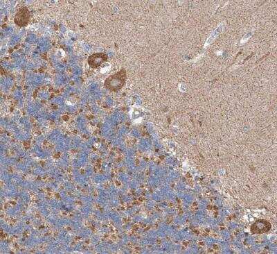 Immunohistochemistry-Paraffin: CPNE5 Antibody [NBP1-84406]
