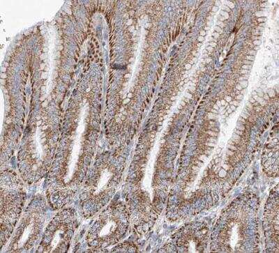 Immunohistochemistry-Paraffin: CPNE5 Antibody [NBP1-84406]
