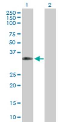 Western Blot: CPNE5 Antibody [H00057699-B01P]