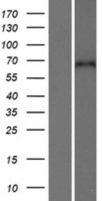 Western Blot: CPNE5 Overexpression Lysate [NBP2-06586]