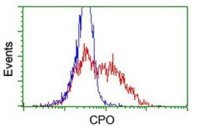 Flow Cytometry: CPO Antibody (OTI1C1) - Azide and BSA Free [NBP2-72386]