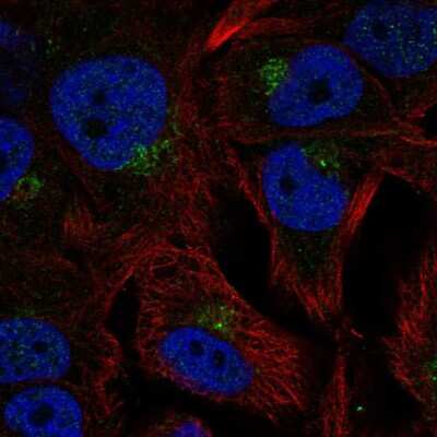 Immunocytochemistry/ Immunofluorescence: CPR8 Antibody [NBP2-58926]