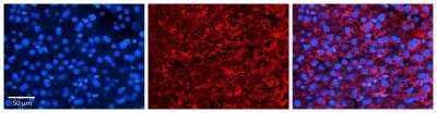 Immunohistochemistry: CPR8 Antibody [NBP1-70758]