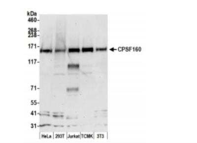 Western Blot: CPSF1 Antibody [NB100-79822]