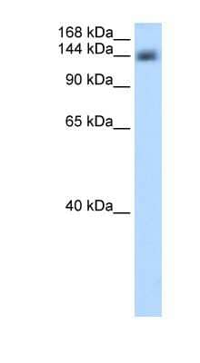 Western Blot: CPSF1 Antibody [NBP1-57434]