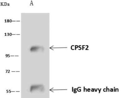 Immunoprecipitation: CPSF2 Antibody [NBP3-06492]