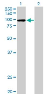 Western Blot: CPSF2 Antibody [H00053981-B01P]