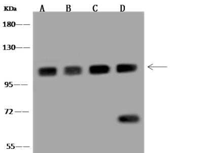 Western Blot: CPSF2 Antibody [NBP3-06492]