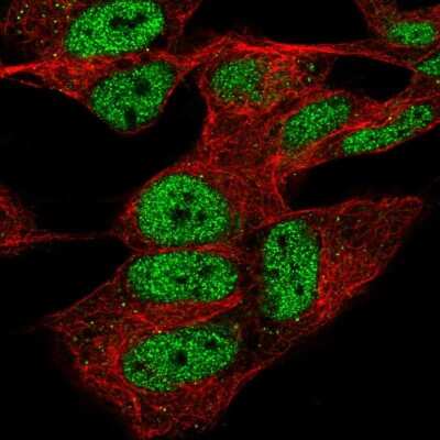 Immunocytochemistry/ Immunofluorescence: CPSF4 Antibody [NBP2-57038]