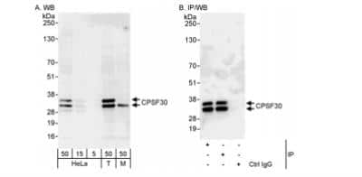 Western Blot: CPSF4 Antibody [NB100-79826]