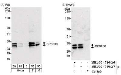 Western Blot: CPSF4 Antibody [NB100-79827]