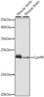 Western Blot: CPSF4L AntibodyAzide and BSA Free [NBP2-92334]