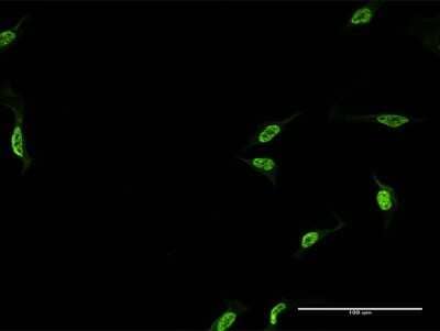 Immunocytochemistry/ Immunofluorescence: CPSF6 Antibody (1C5) [H00011052-M07]