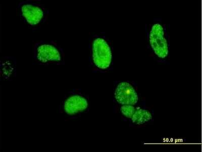 Immunocytochemistry/ Immunofluorescence: CPSF6 Antibody (3F11) [H00011052-M10]