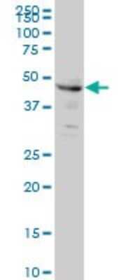 Western Blot: CPSF6 Antibody (3F11) [H00011052-M10]