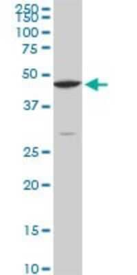 Western Blot: CPSF6 Antibody (3F11) [H00011052-M10]