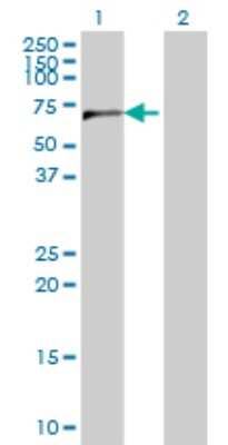 Western Blot: CPSF6 Antibody (3F11) [H00011052-M10]