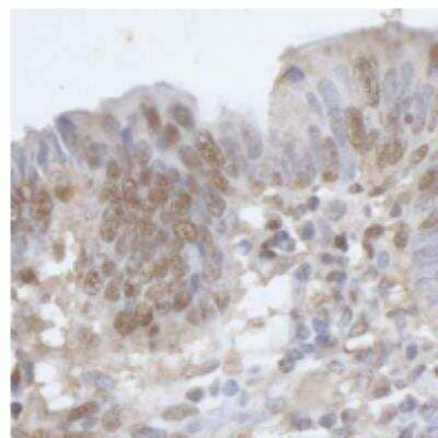 Immunohistochemistry-Paraffin: CPSF6 Antibody [NB100-61596]