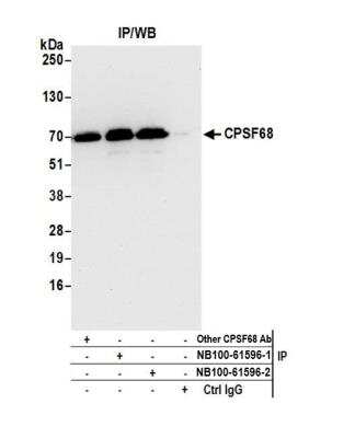 Immunoprecipitation: CPSF6 Antibody [NB100-61596]